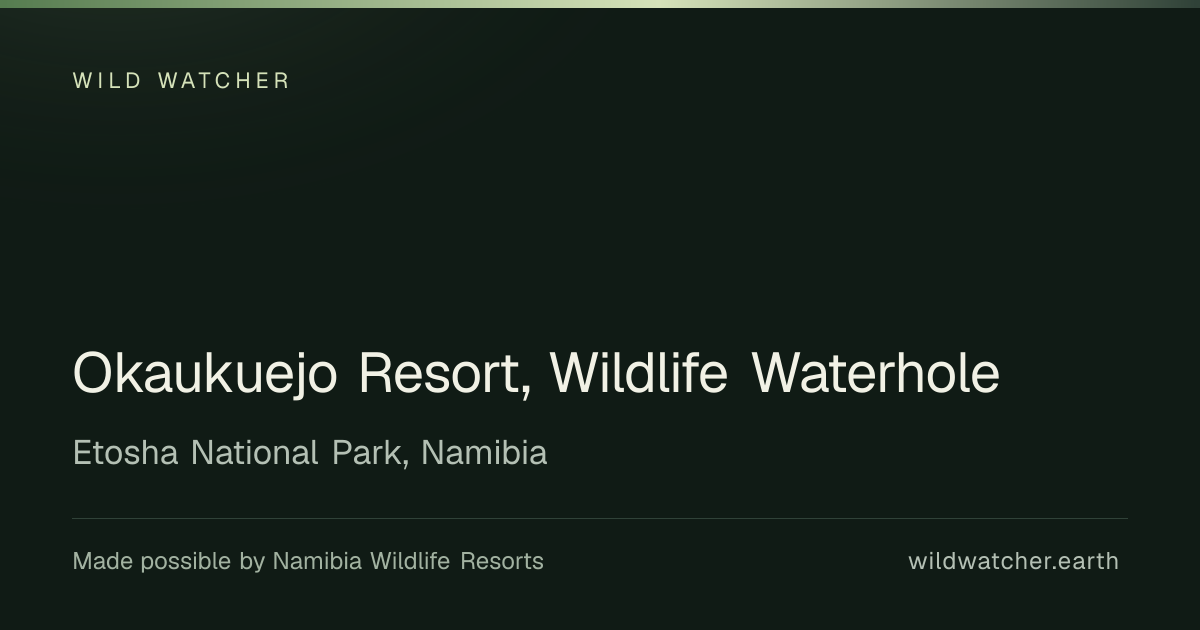 Okaukuejo Resort, Wildlife Waterhole: Live camera stream in the Etosha ...